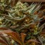 Cinderella 99 Regular Cannabis Seeds